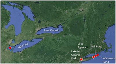 Sewage-and fertilizer-derived nutrients alter the intensity, diversity, and toxicity of harmful cyanobacterial blooms in eutrophic lakes